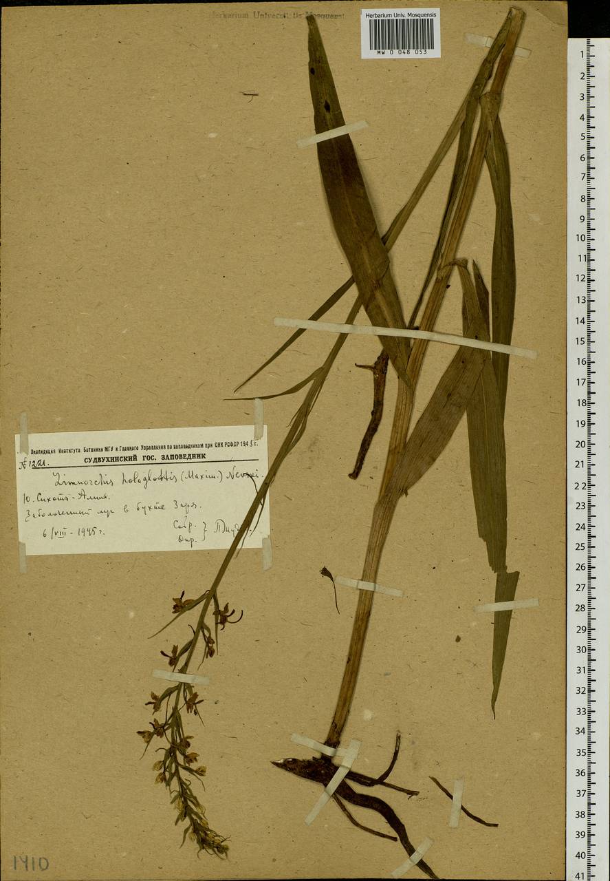 Platanthera hologlottis Maxim., Siberia, Russian Far East (S6) (Russia)