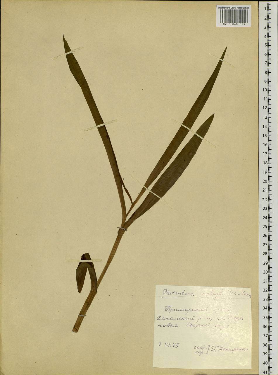 Platanthera hologlottis Maxim., Siberia, Russian Far East (S6) (Russia)