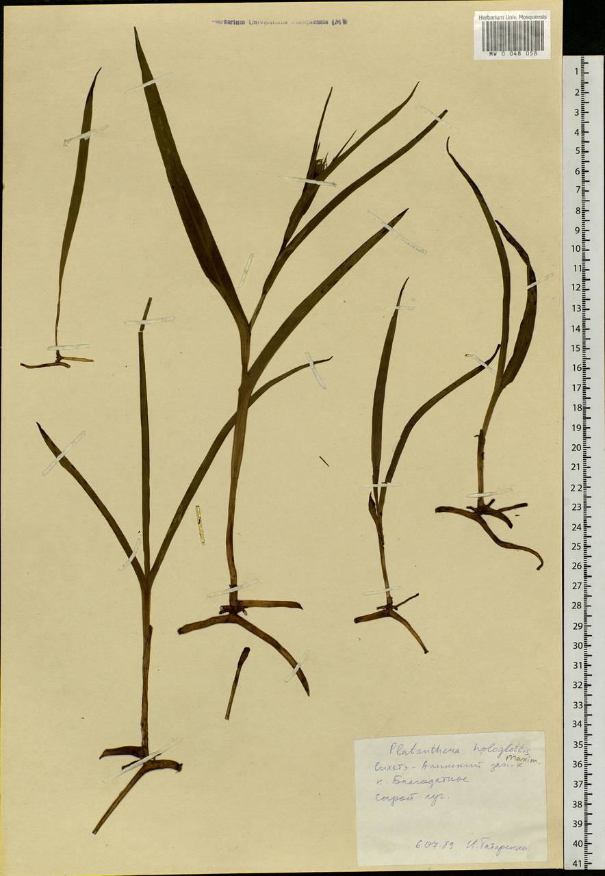 Platanthera hologlottis Maxim., Siberia, Russian Far East (S6) (Russia)