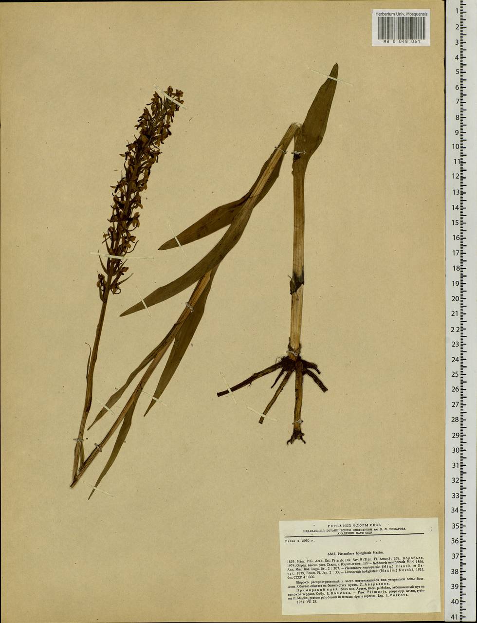 Platanthera hologlottis Maxim., Siberia, Russian Far East (S6) (Russia)