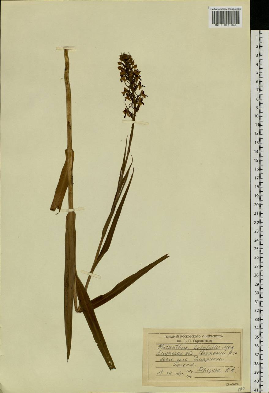 Platanthera hologlottis Maxim., Siberia, Russian Far East (S6) (Russia)