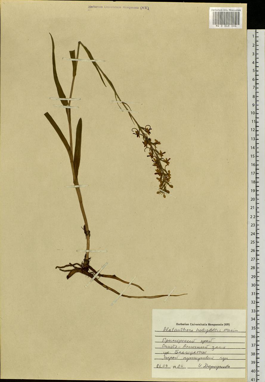 Platanthera hologlottis Maxim., Siberia, Russian Far East (S6) (Russia)