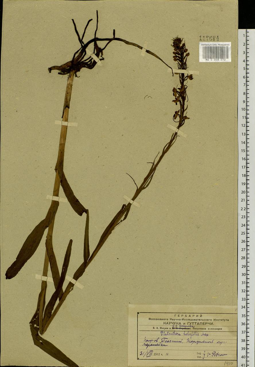 Platanthera hologlottis Maxim., Siberia, Russian Far East (S6) (Russia)