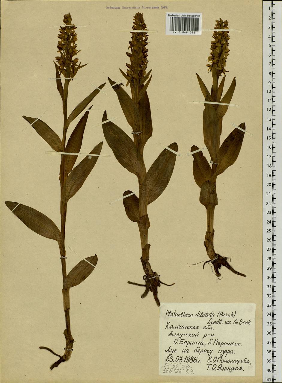 Platanthera dilatata (Pursh) Lindl. ex L.C.Beck, Siberia, Chukotka & Kamchatka (S7) (Russia)