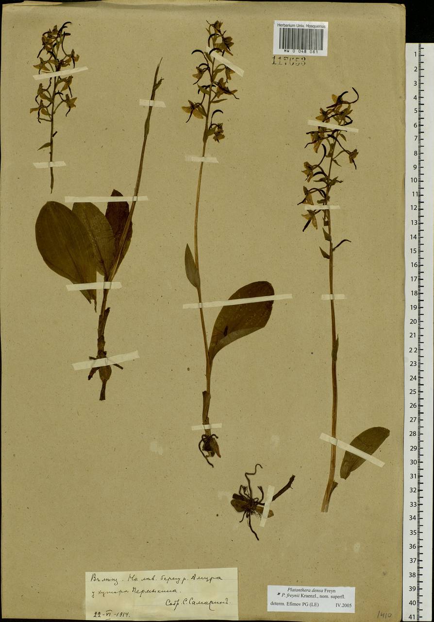 Platanthera densa Freyn, Siberia, Russian Far East (S6) (Russia)