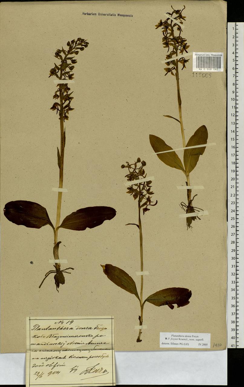 Platanthera densa Freyn, Siberia, Russian Far East (S6) (Russia)