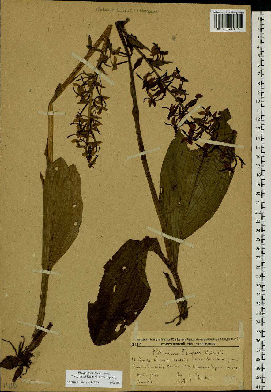 Platanthera densa Freyn, Siberia, Russian Far East (S6) (Russia)