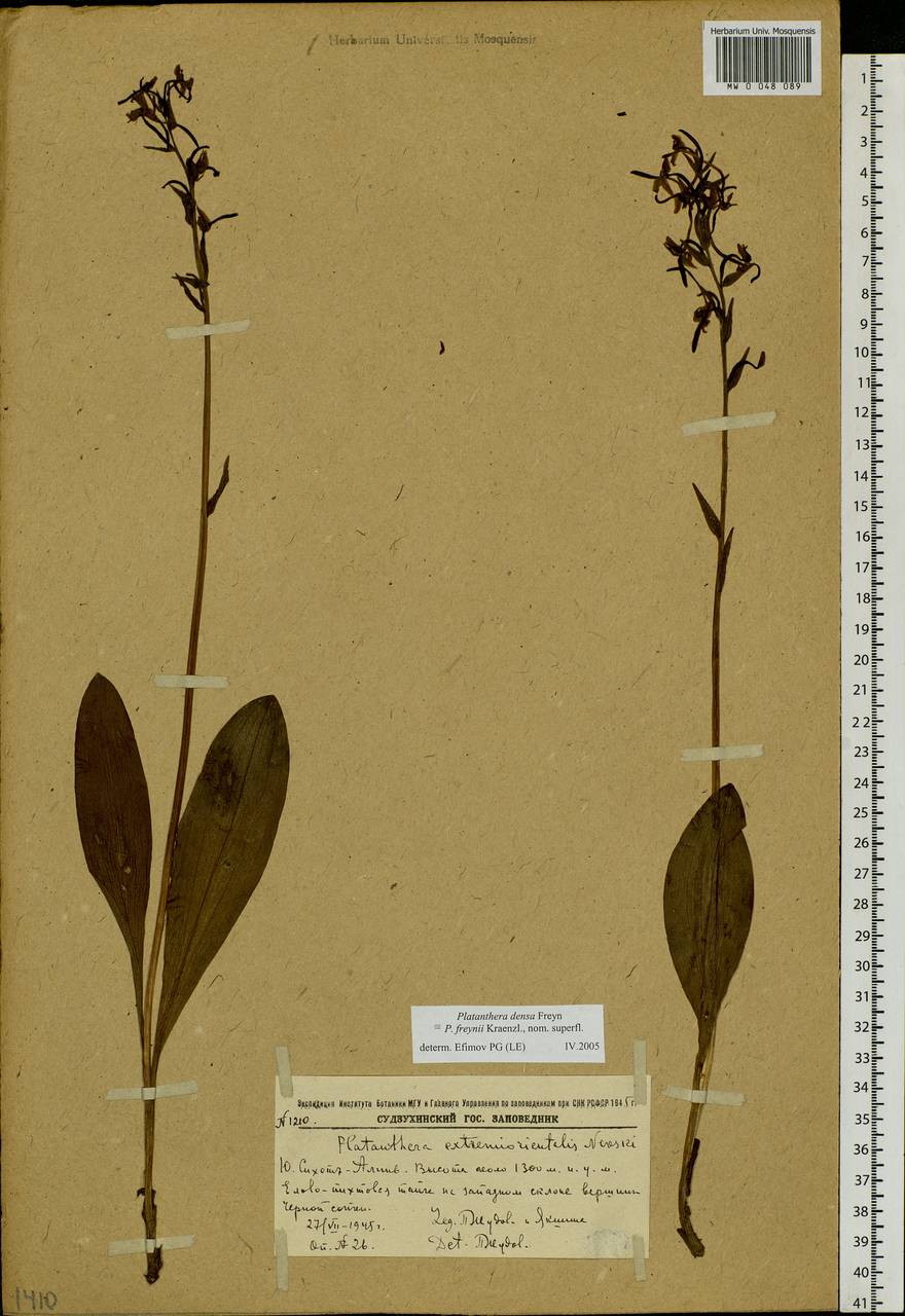 Platanthera densa Freyn, Siberia, Russian Far East (S6) (Russia)