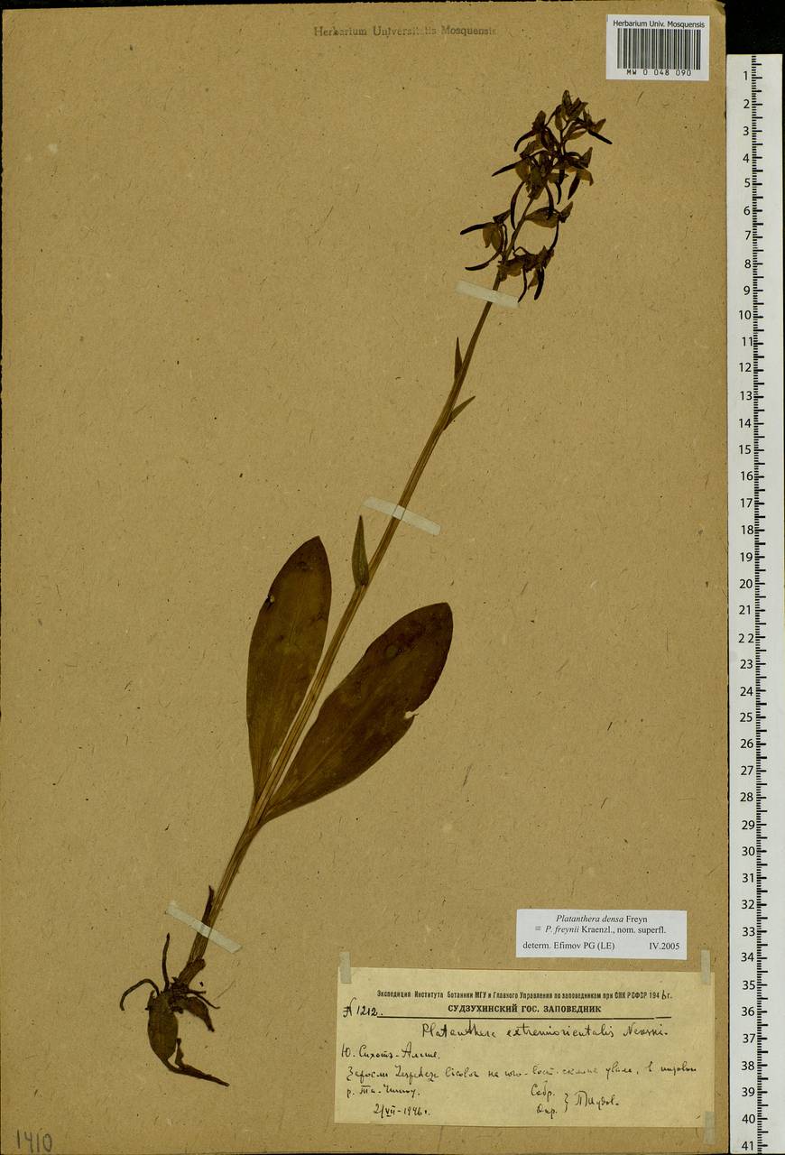 Platanthera densa Freyn, Siberia, Russian Far East (S6) (Russia)