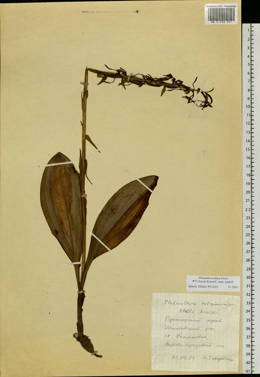 Platanthera densa Freyn, Siberia, Russian Far East (S6) (Russia)