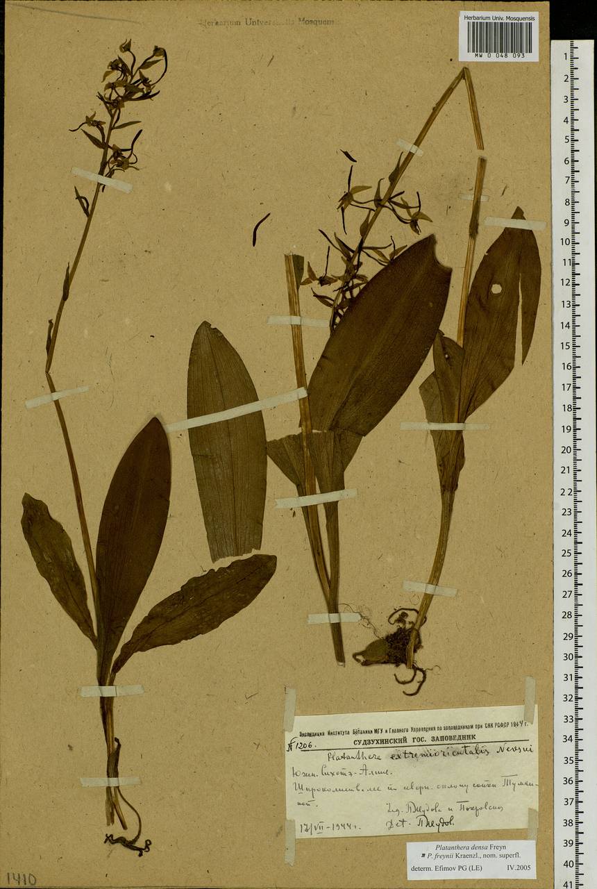 Platanthera densa Freyn, Siberia, Russian Far East (S6) (Russia)