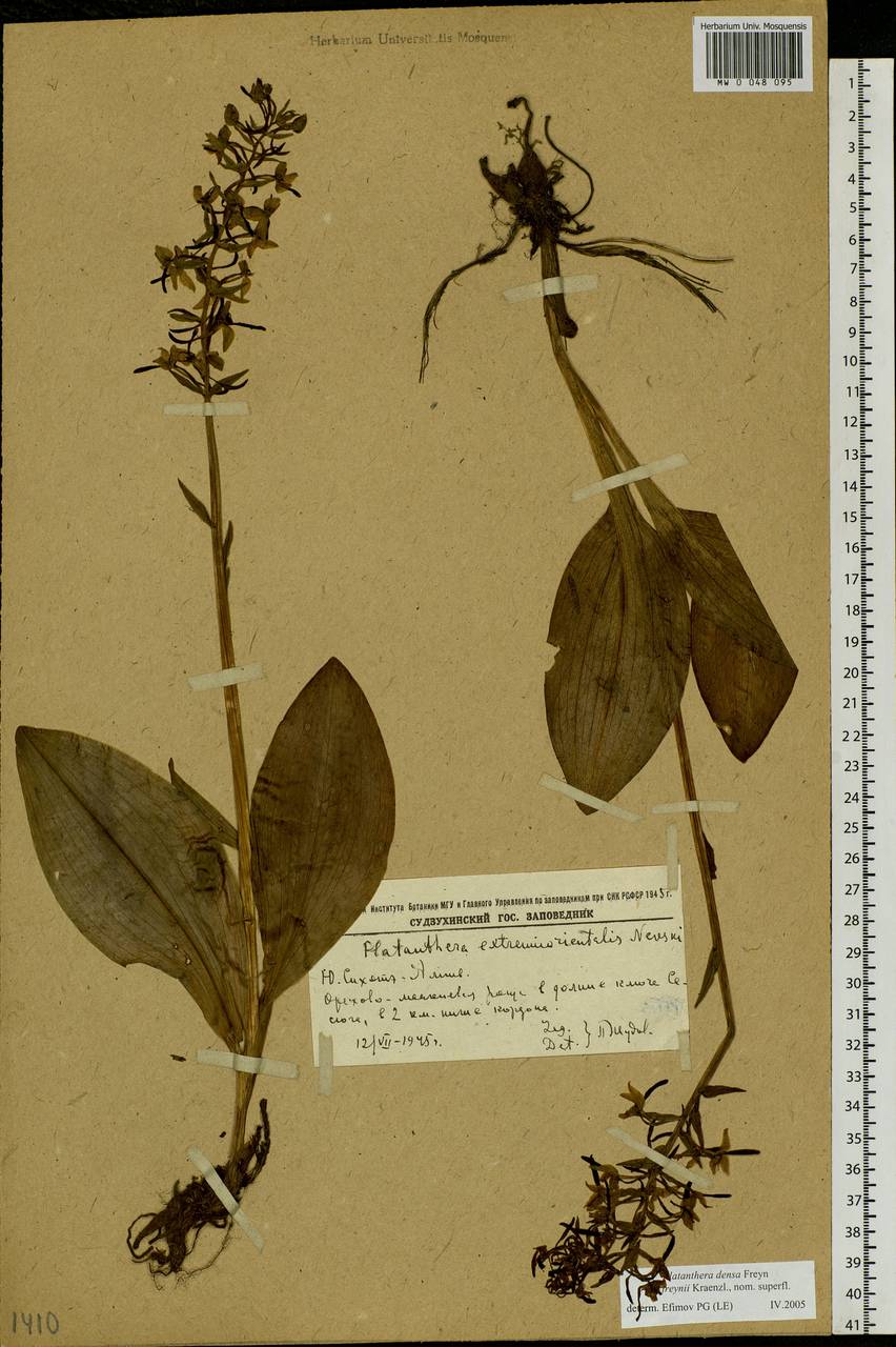 Platanthera densa Freyn, Siberia, Russian Far East (S6) (Russia)