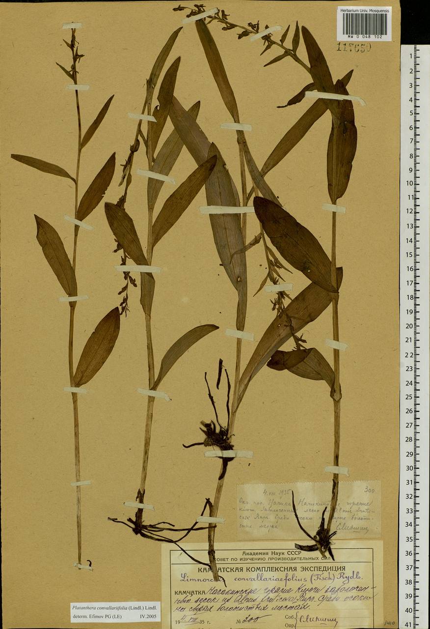 Platanthera convallariifolia (Fisch. ex Lindl.) Lindl., Siberia, Chukotka & Kamchatka (S7) (Russia)
