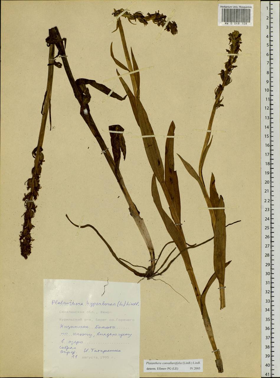 Platanthera hyperborea (L.) Lindl., Siberia, Russian Far East (S6) (Russia)
