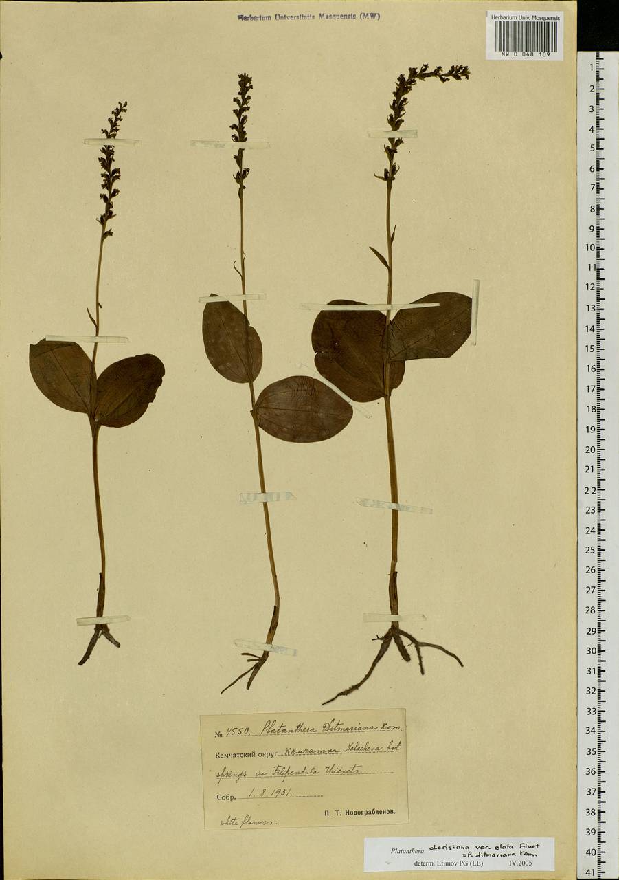 Platanthera chorisiana (Cham.) Rchb.f., Siberia, Chukotka & Kamchatka (S7) (Russia)