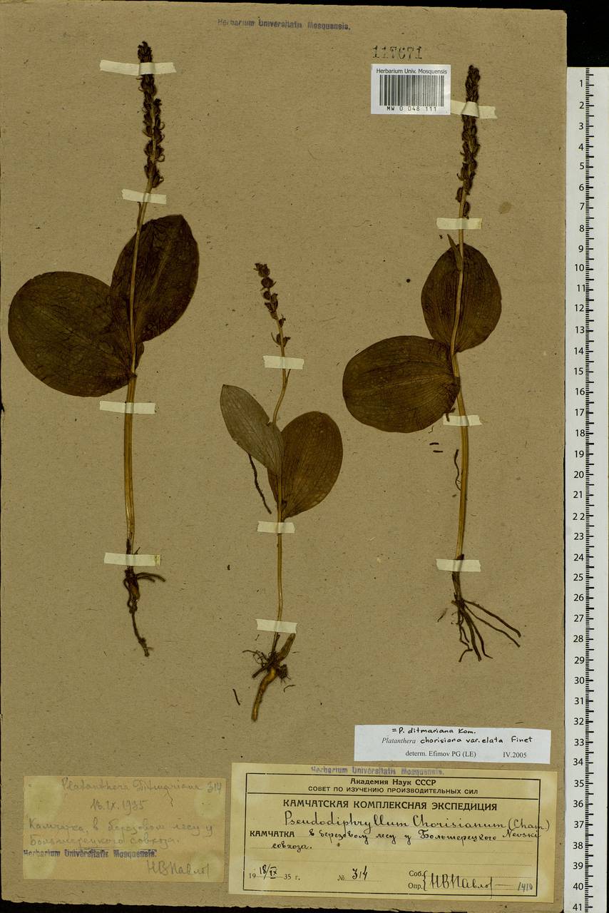 Platanthera chorisiana (Cham.) Rchb.f., Siberia, Chukotka & Kamchatka (S7) (Russia)