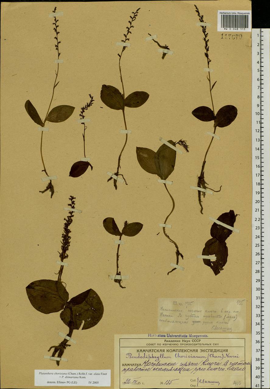 Platanthera chorisiana (Cham.) Rchb.f., Siberia, Chukotka & Kamchatka (S7) (Russia)