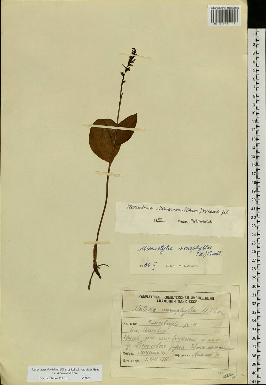 Platanthera chorisiana (Cham.) Rchb.f., Siberia, Chukotka & Kamchatka (S7) (Russia)