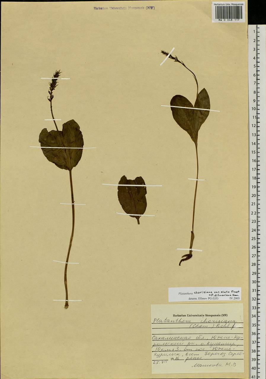 Platanthera chorisiana (Cham.) Rchb.f., Siberia, Russian Far East (S6) (Russia)