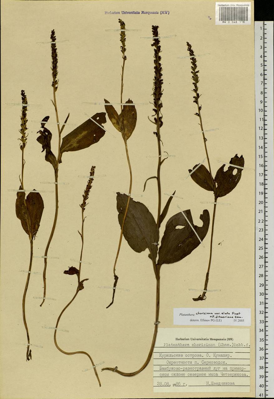 Platanthera chorisiana (Cham.) Rchb.f., Siberia, Russian Far East (S6) (Russia)