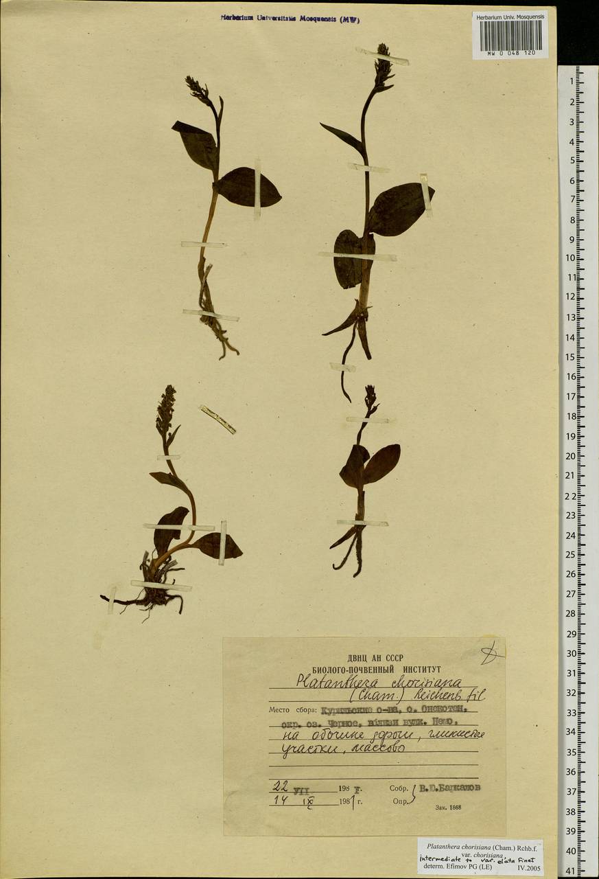 Platanthera chorisiana (Cham.) Rchb.f., Siberia, Russian Far East (S6) (Russia)