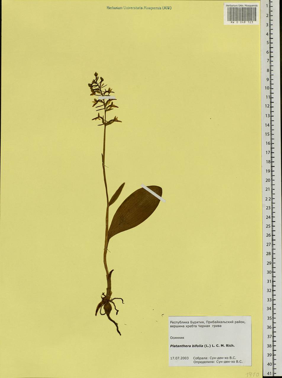Platanthera bifolia (L.) Rich., Siberia, Baikal & Transbaikal region (S4) (Russia)