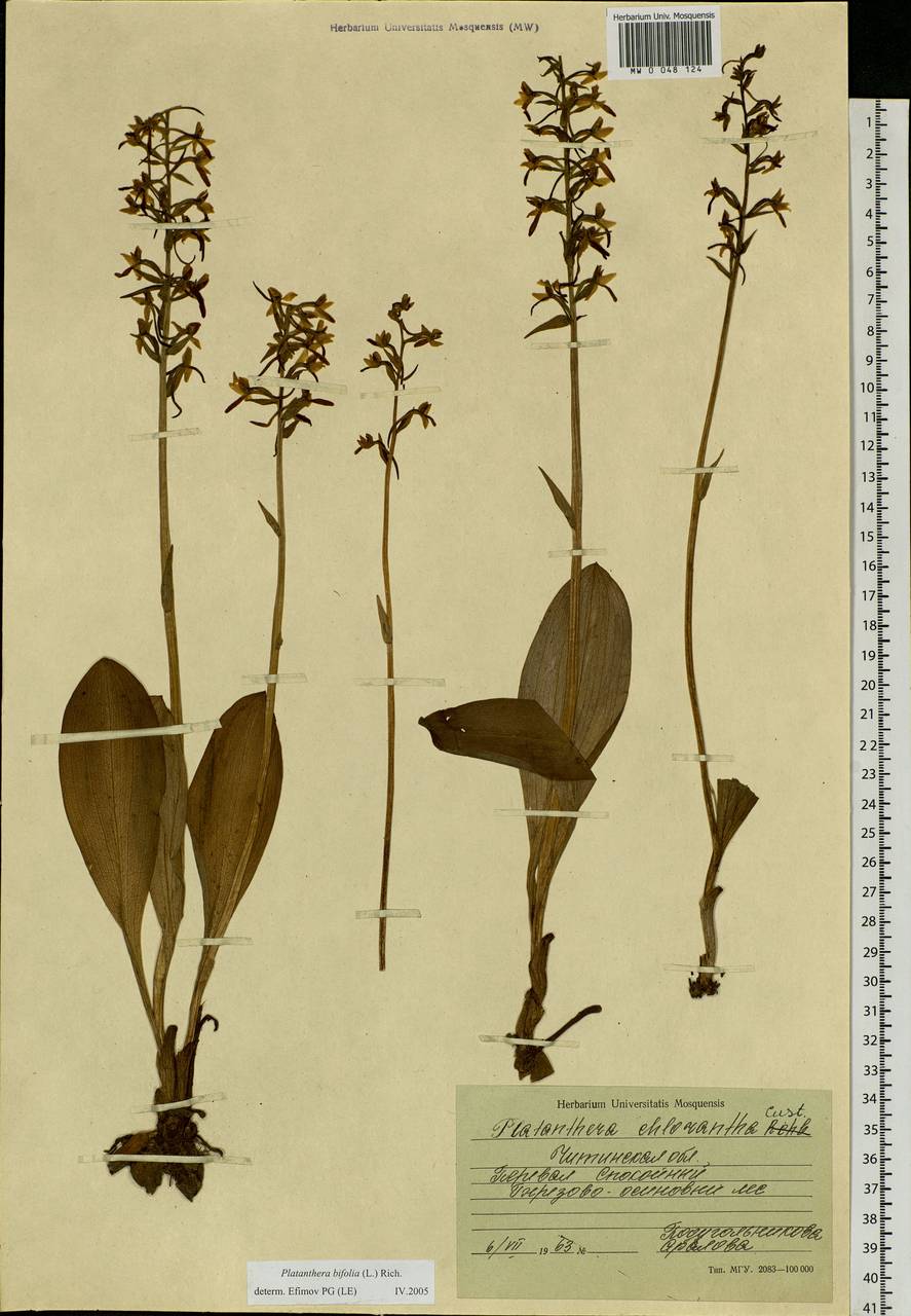 Platanthera bifolia (L.) Rich., Siberia, Baikal & Transbaikal region (S4) (Russia)