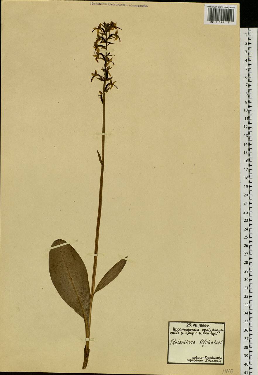 Platanthera bifolia (L.) Rich., Siberia, Central Siberia (S3) (Russia)