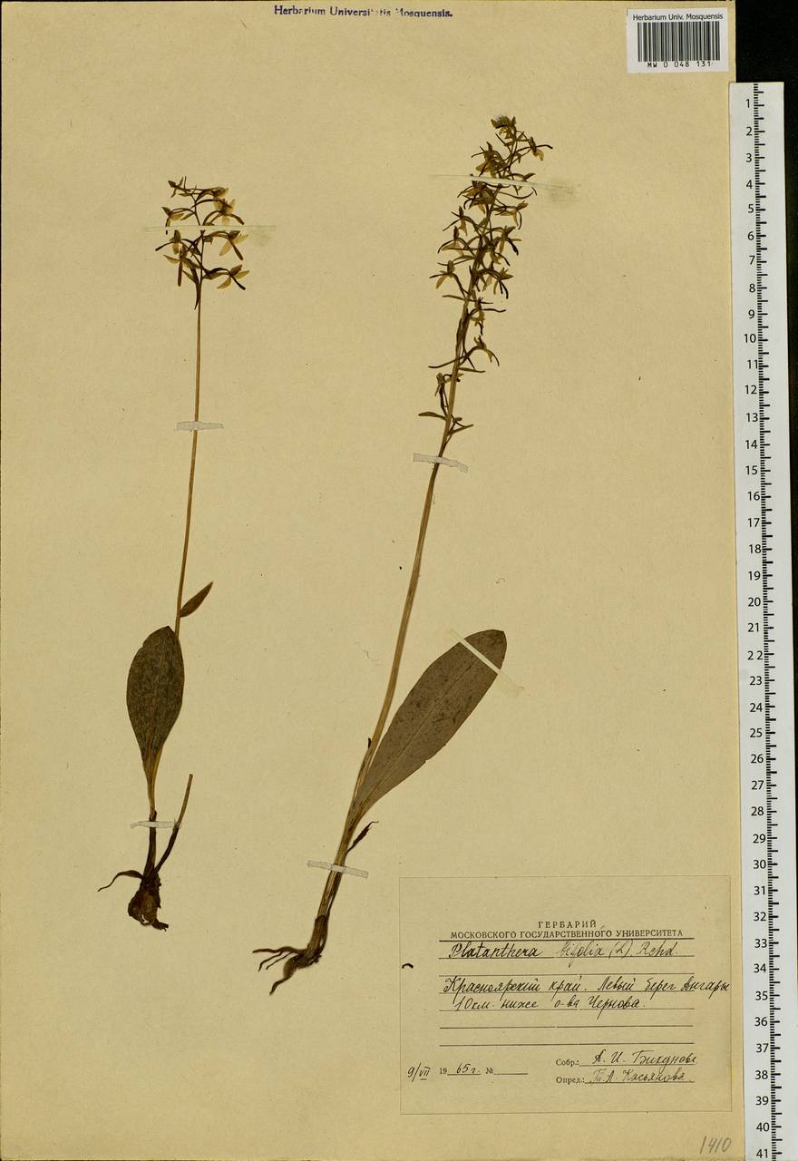 Platanthera bifolia (L.) Rich., Siberia, Central Siberia (S3) (Russia)