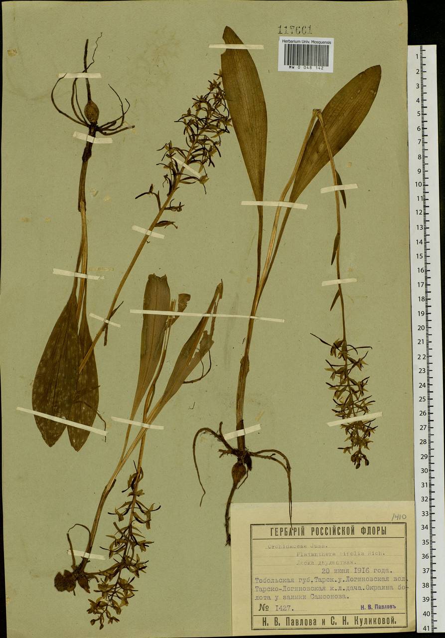 Platanthera bifolia (L.) Rich., Siberia, Western Siberia (S1) (Russia)