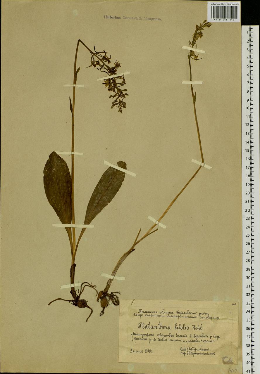 Platanthera bifolia (L.) Rich., Siberia, Western Siberia (S1) (Russia)