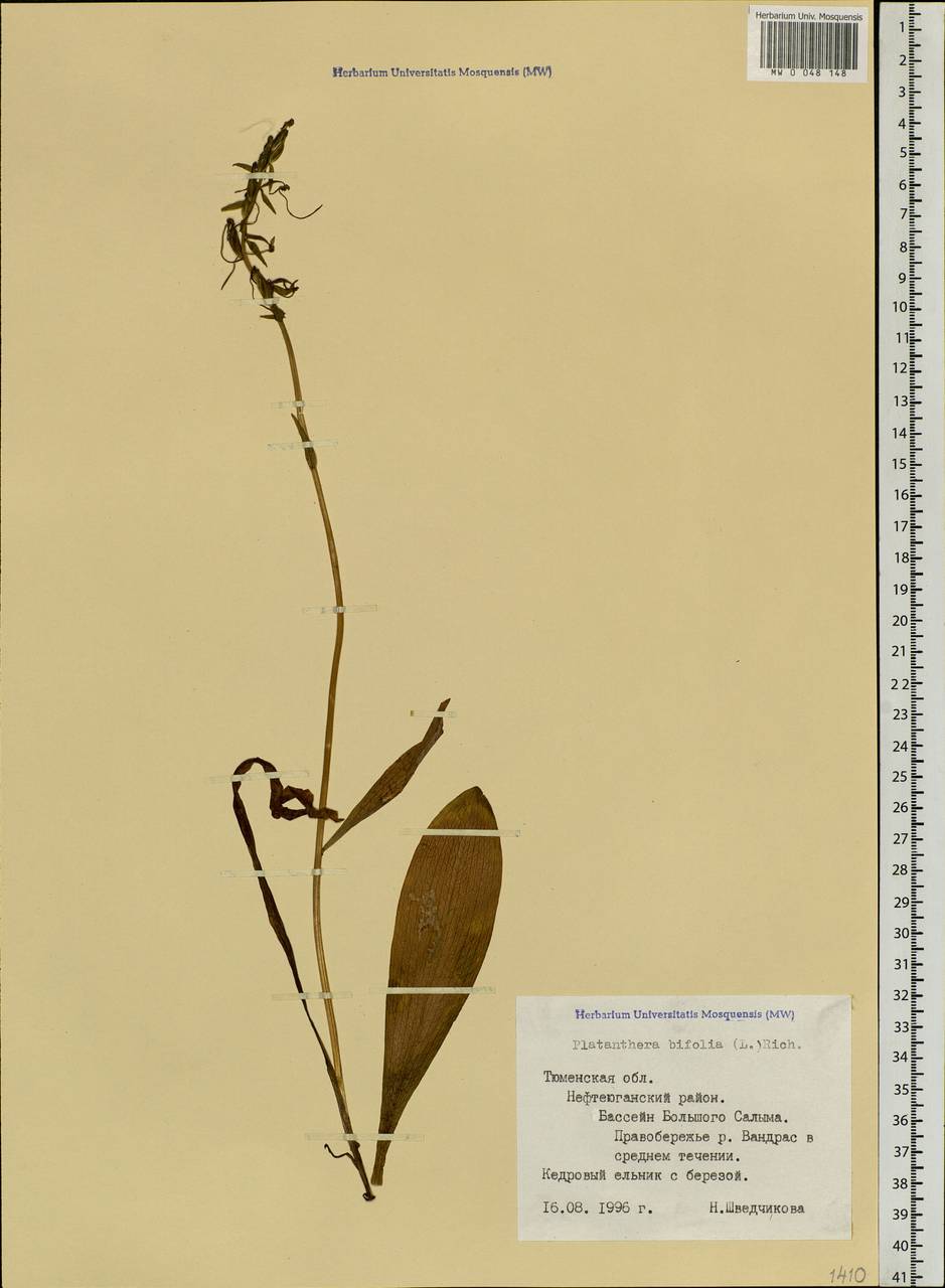 Platanthera bifolia (L.) Rich., Siberia, Western Siberia (S1) (Russia)