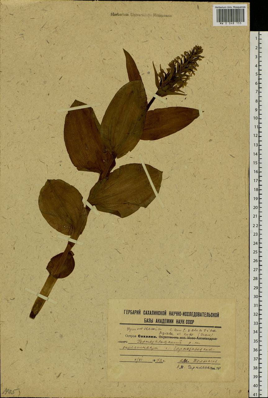 Galearis camtschatica (Cham.) X.H.Jin, Schuit. & W.T.Jin, Siberia, Russian Far East (S6) (Russia)