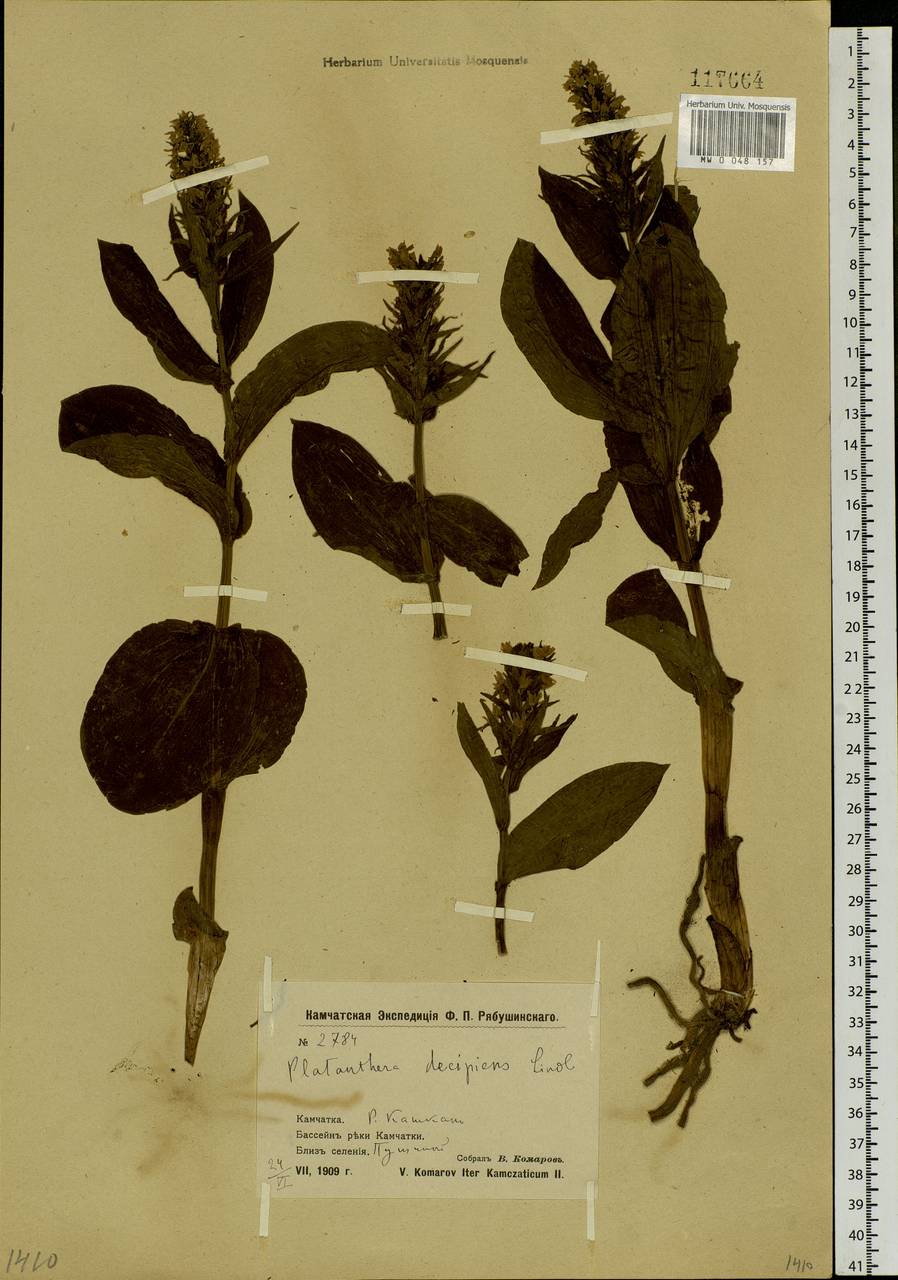 Galearis camtschatica (Cham.) X.H.Jin, Schuit. & W.T.Jin, Siberia, Chukotka & Kamchatka (S7) (Russia)