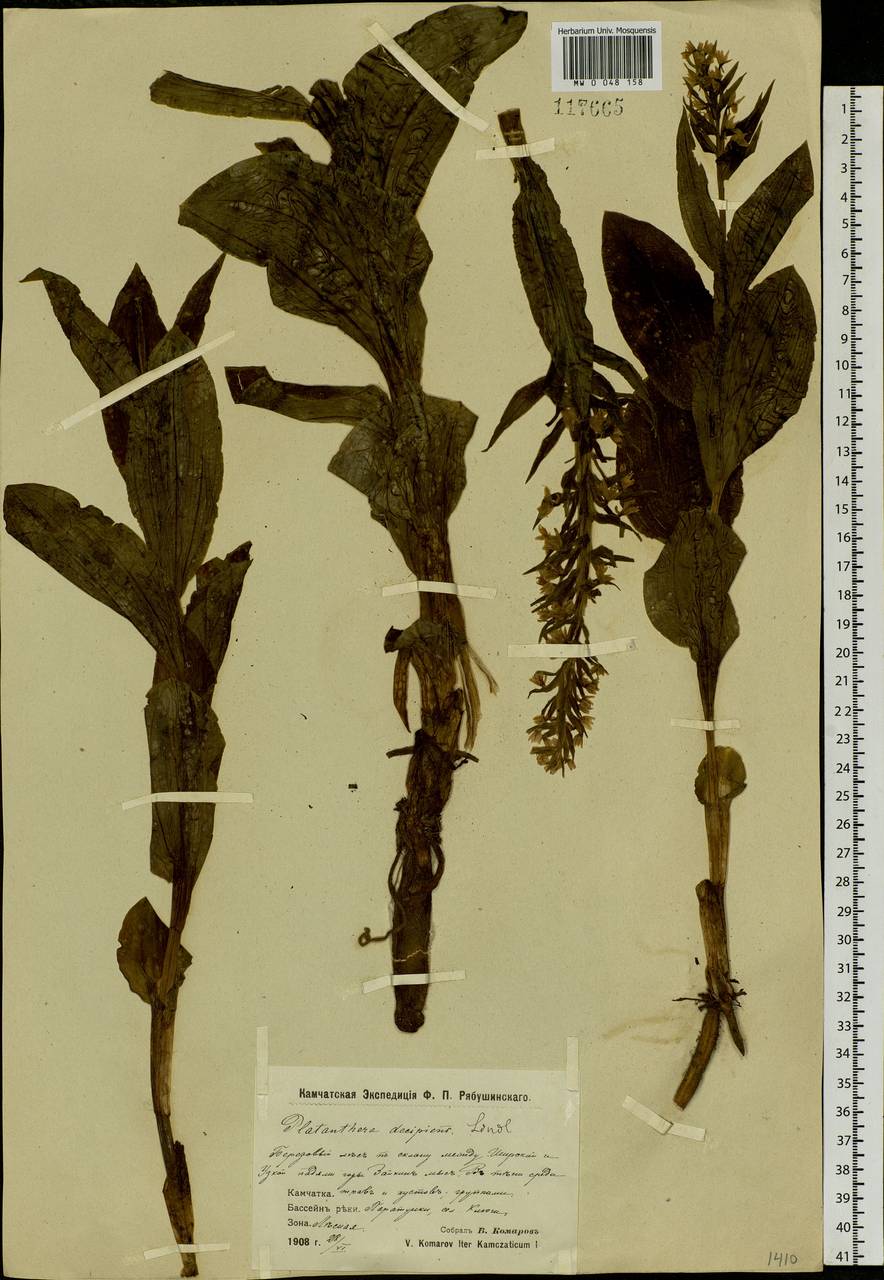 Galearis camtschatica (Cham.) X.H.Jin, Schuit. & W.T.Jin, Siberia, Chukotka & Kamchatka (S7) (Russia)