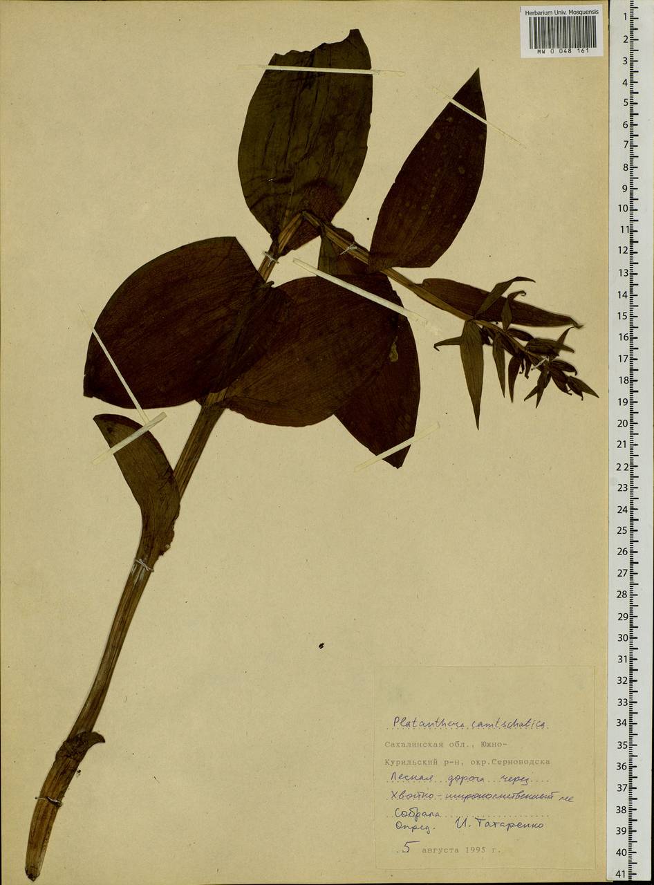 Galearis camtschatica (Cham.) X.H.Jin, Schuit. & W.T.Jin, Siberia, Russian Far East (S6) (Russia)