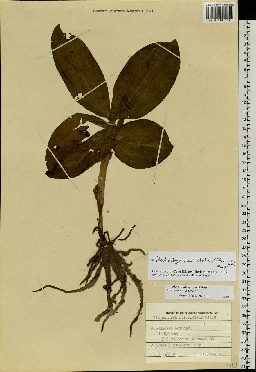 Galearis camtschatica (Cham.) X.H.Jin, Schuit. & W.T.Jin, Siberia, Russian Far East (S6) (Russia)