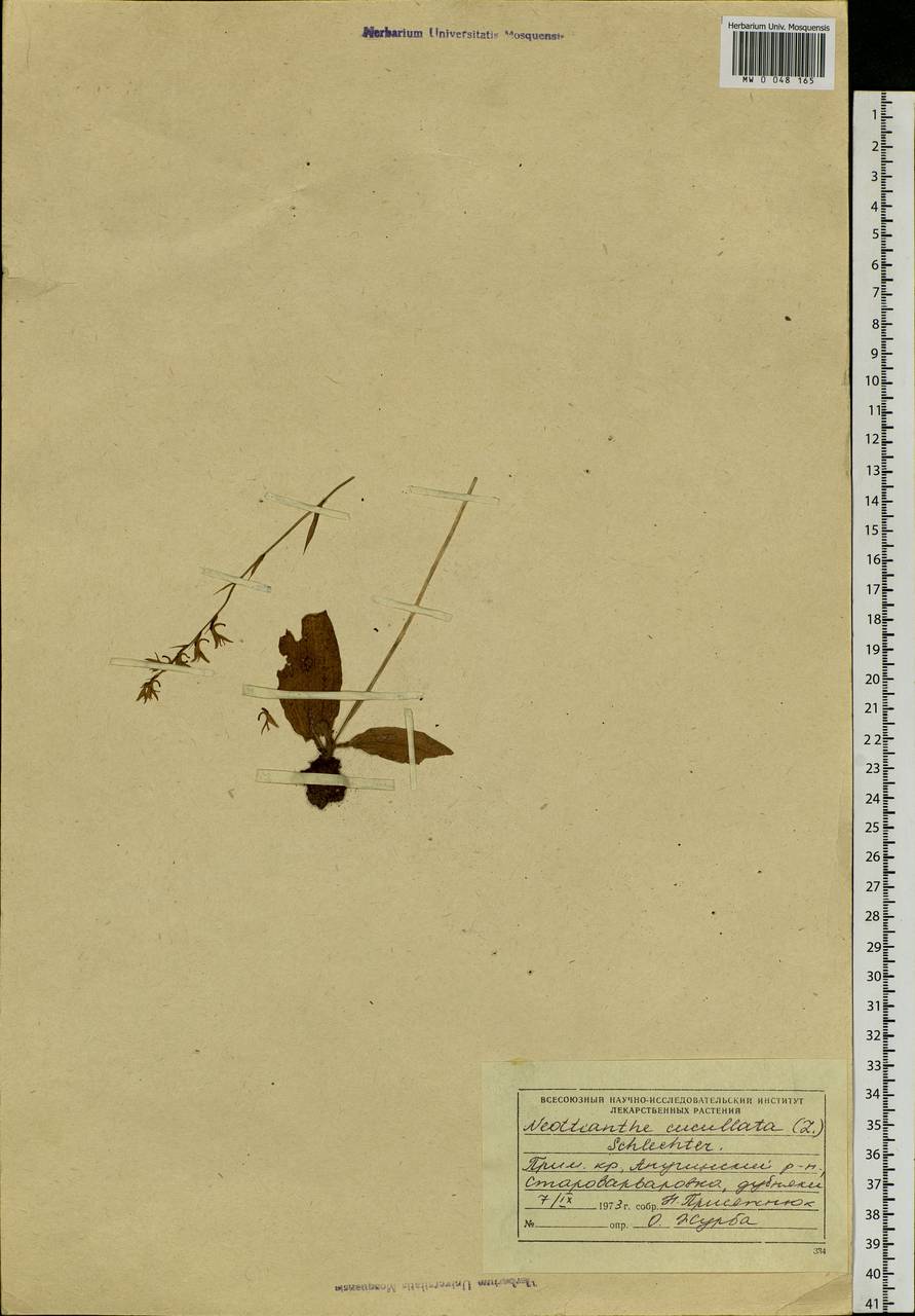 Hemipilia cucullata (L.) Y.Tang, H.Peng & T.Yukawa, Siberia, Russian Far East (S6) (Russia)