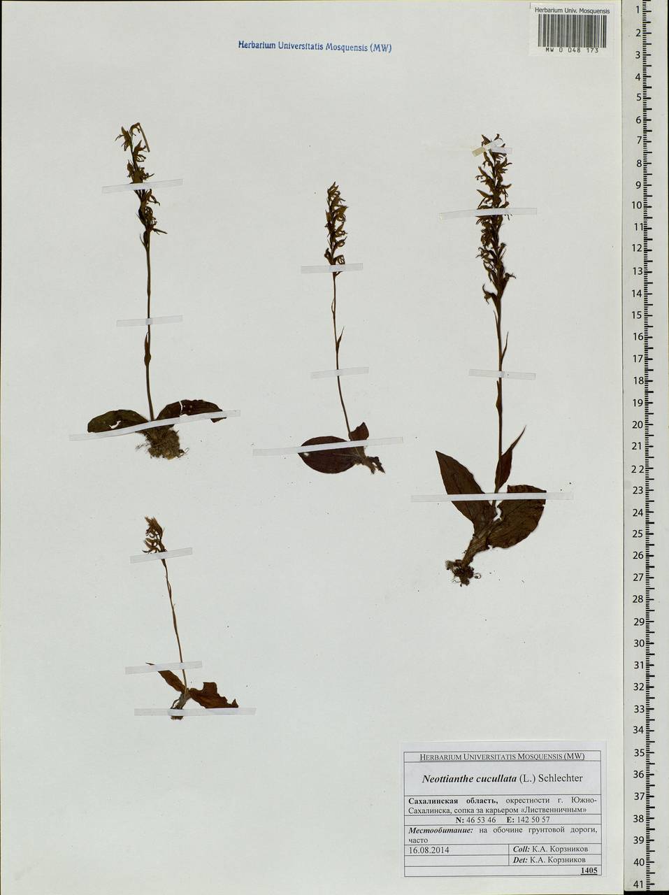 Hemipilia cucullata (L.) Y.Tang, H.Peng & T.Yukawa, Siberia, Russian Far East (S6) (Russia)