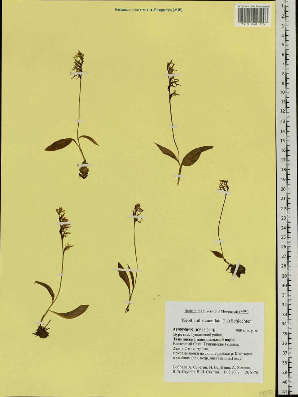 Hemipilia cucullata (L.) Y.Tang, H.Peng & T.Yukawa, Siberia, Baikal & Transbaikal region (S4) (Russia)