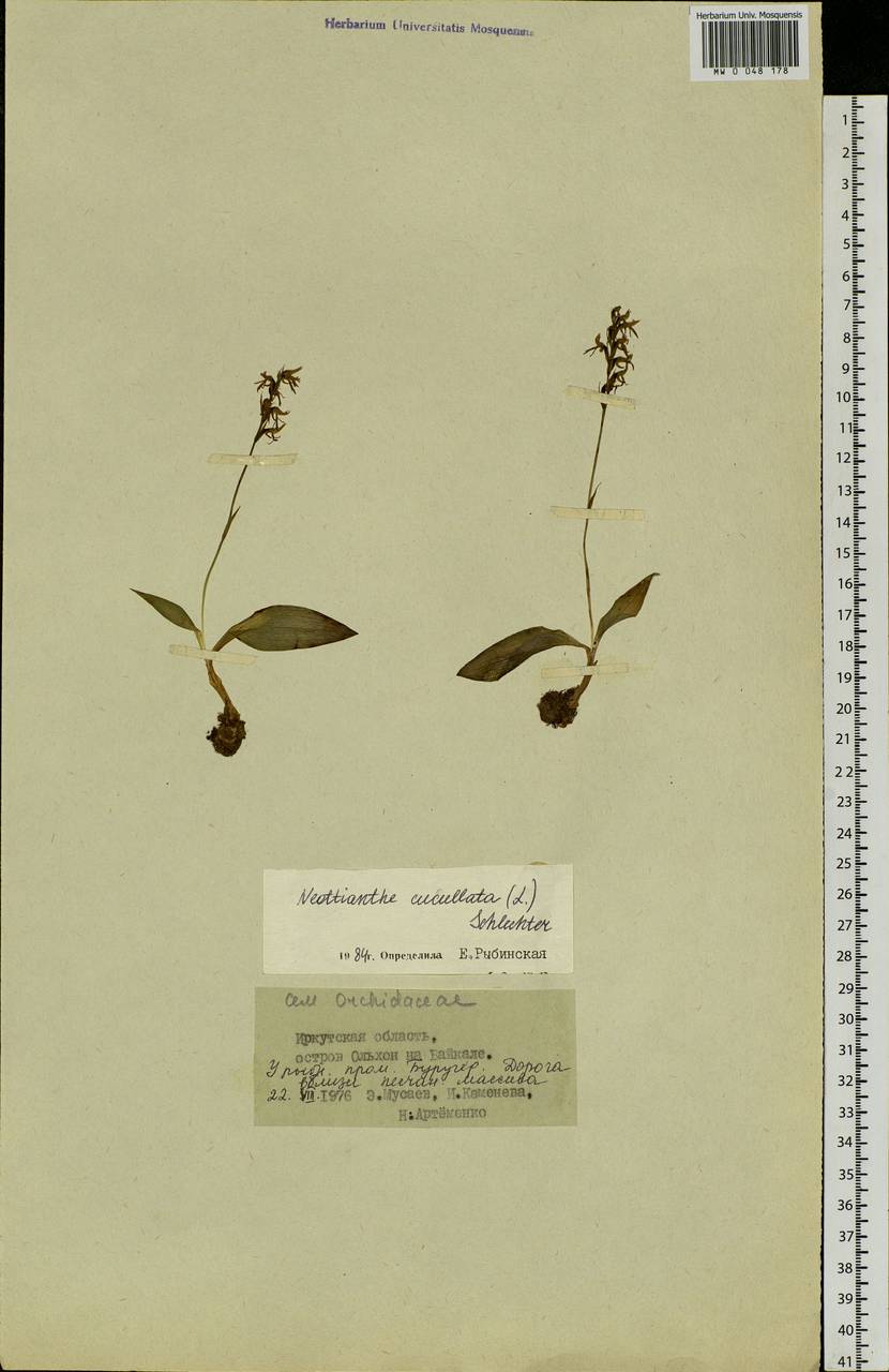 Hemipilia cucullata (L.) Y.Tang, H.Peng & T.Yukawa, Siberia, Baikal & Transbaikal region (S4) (Russia)