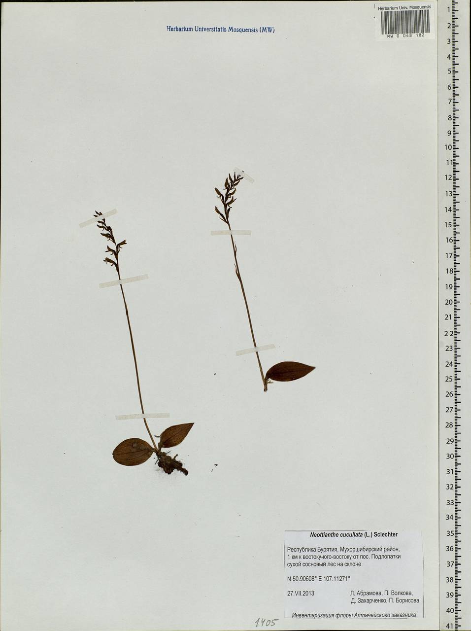Hemipilia cucullata (L.) Y.Tang, H.Peng & T.Yukawa, Siberia, Baikal & Transbaikal region (S4) (Russia)