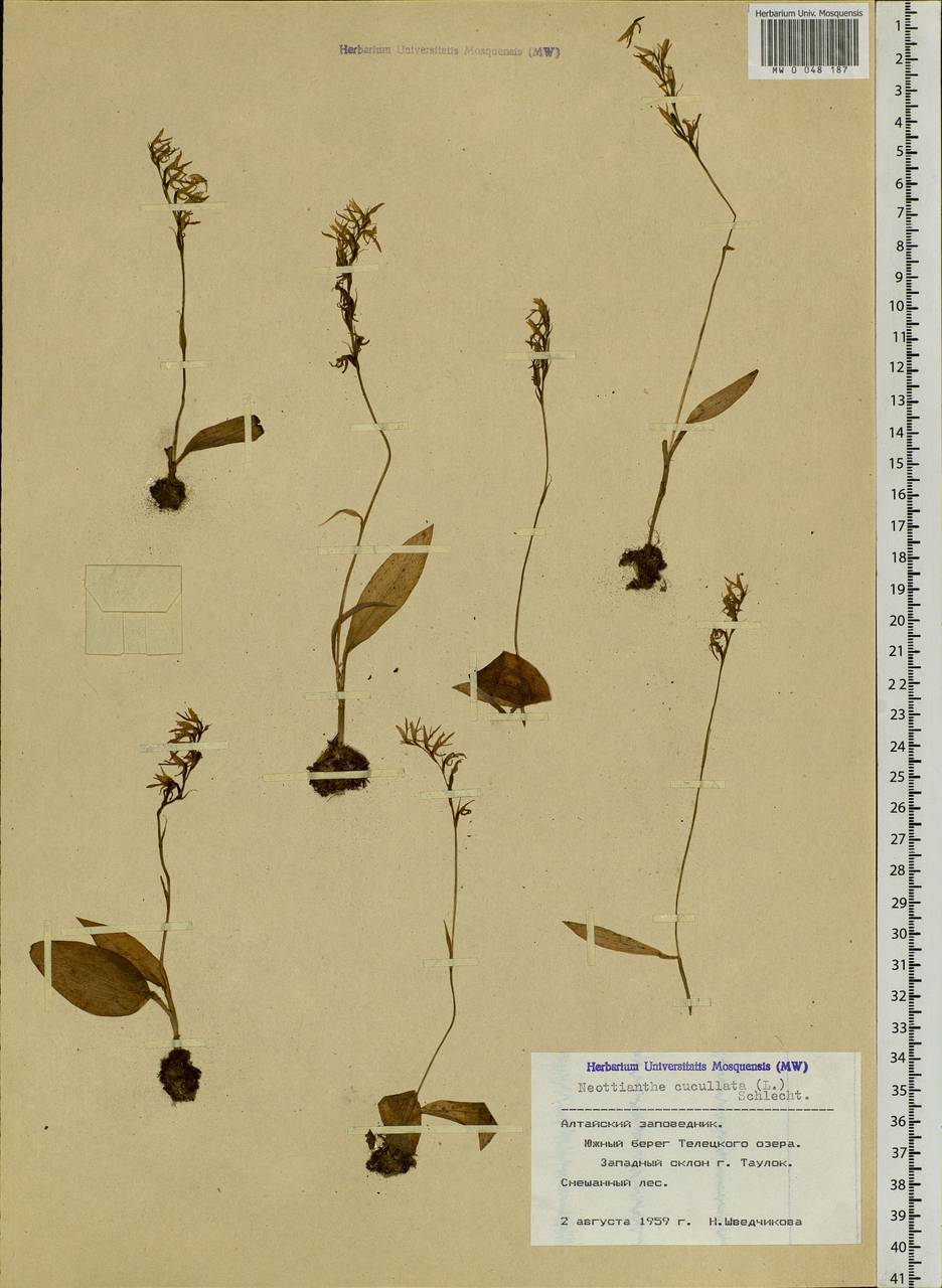 Hemipilia cucullata (L.) Y.Tang, H.Peng & T.Yukawa, Siberia, Altai & Sayany Mountains (S2) (Russia)