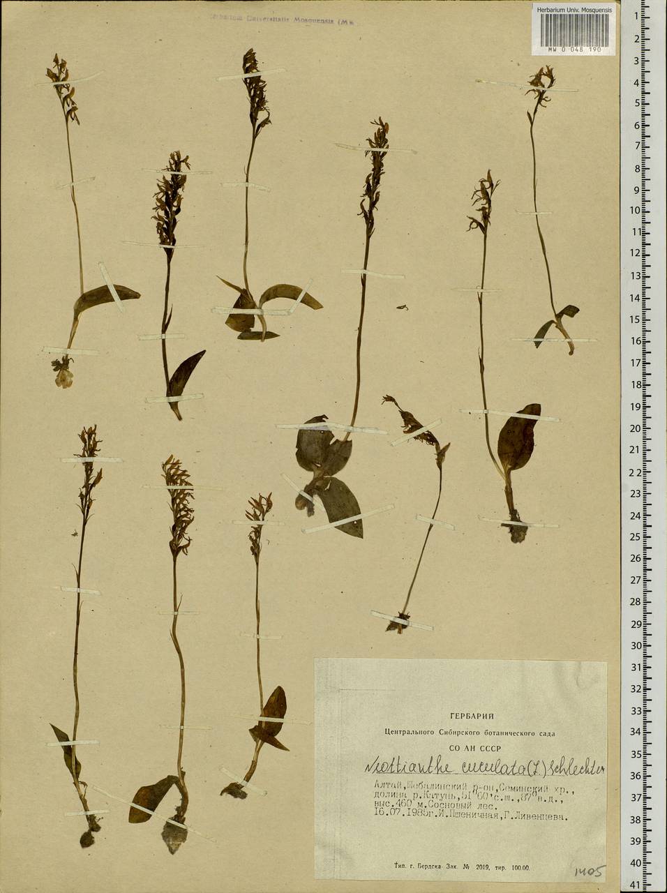 Hemipilia cucullata (L.) Y.Tang, H.Peng & T.Yukawa, Siberia, Altai & Sayany Mountains (S2) (Russia)
