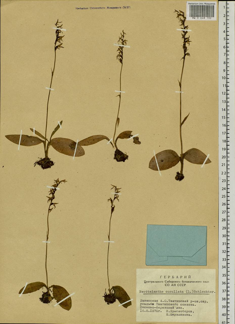 Hemipilia cucullata (L.) Y.Tang, H.Peng & T.Yukawa, Siberia, Altai & Sayany Mountains (S2) (Russia)
