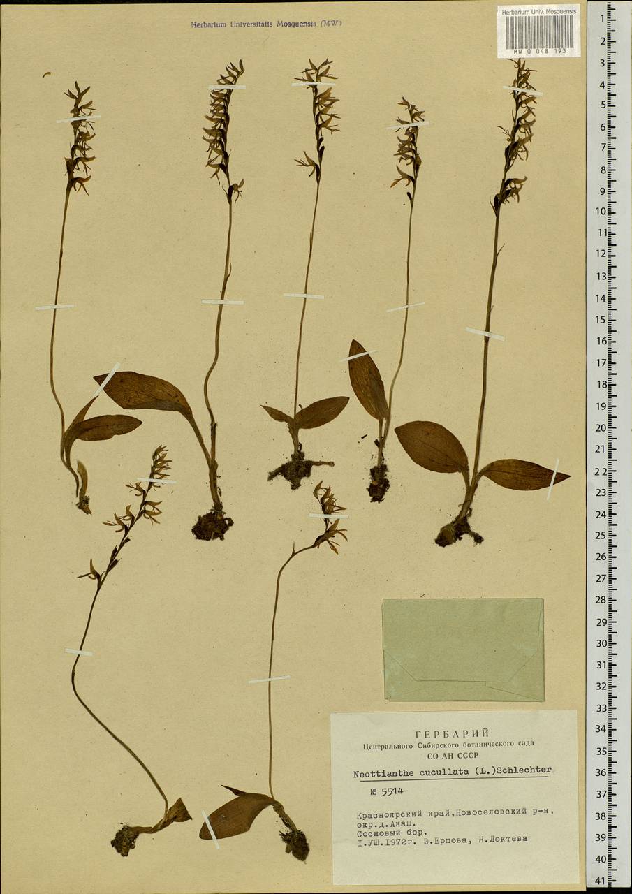 Hemipilia cucullata (L.) Y.Tang, H.Peng & T.Yukawa, Siberia, Altai & Sayany Mountains (S2) (Russia)