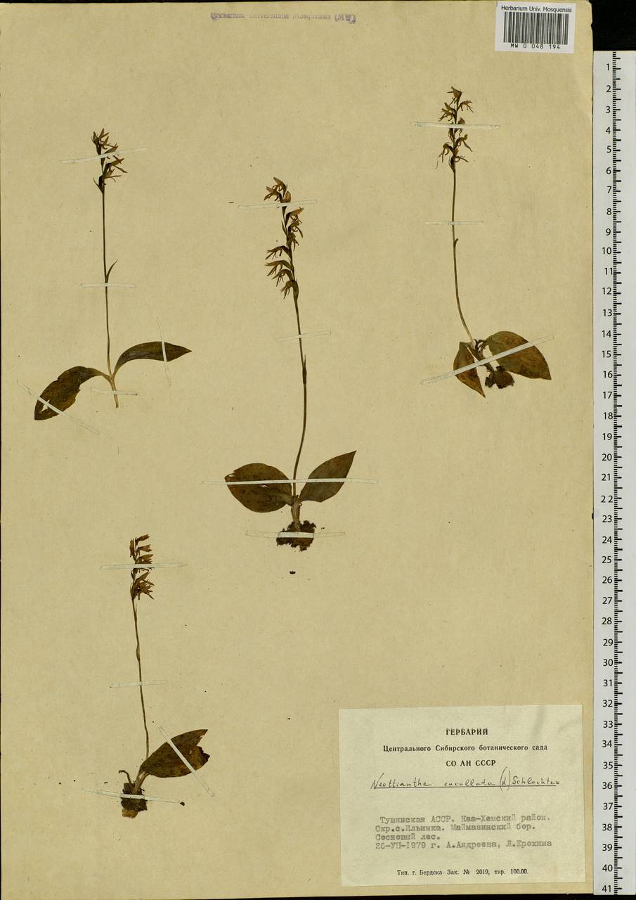 Hemipilia cucullata (L.) Y.Tang, H.Peng & T.Yukawa, Siberia, Altai & Sayany Mountains (S2) (Russia)