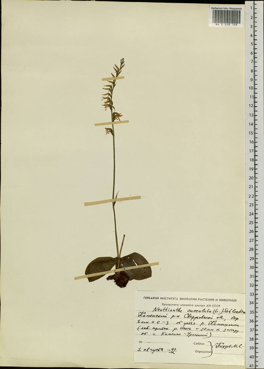 Hemipilia cucullata (L.) Y.Tang, H.Peng & T.Yukawa, Eastern Europe, Eastern region (E10) (Russia)