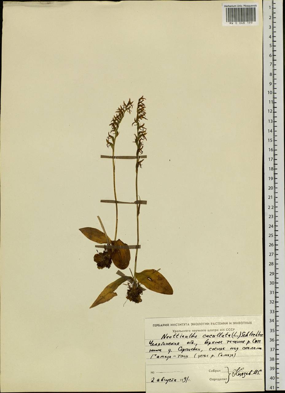 Hemipilia cucullata (L.) Y.Tang, H.Peng & T.Yukawa, Eastern Europe, Eastern region (E10) (Russia)