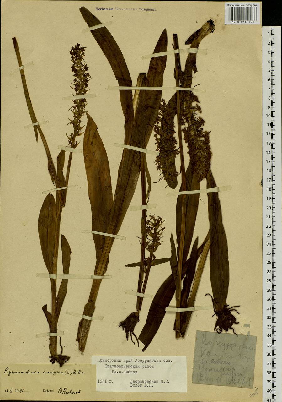 Gymnadenia conopsea (L.) R.Br., Siberia, Russian Far East (S6) (Russia)